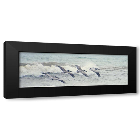 Pelican Panel II Black Modern Wood Framed Art Print with Double Matting by Nawrocke, Bruce