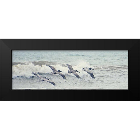 Pelican Panel II Black Modern Wood Framed Art Print by Nawrocke, Bruce