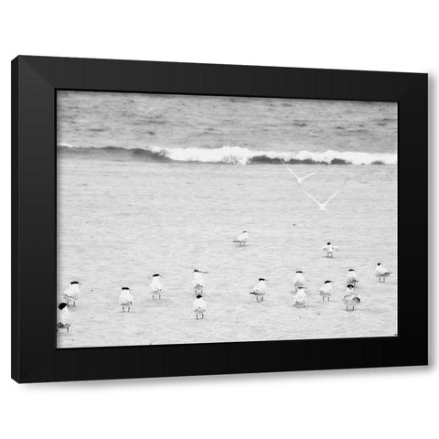 The Coastline Flock Black Modern Wood Framed Art Print with Double Matting by Bill Carson Photography