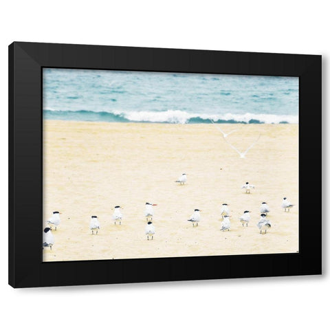 Relaxed Seagulls Black Modern Wood Framed Art Print by Bill Carson Photography