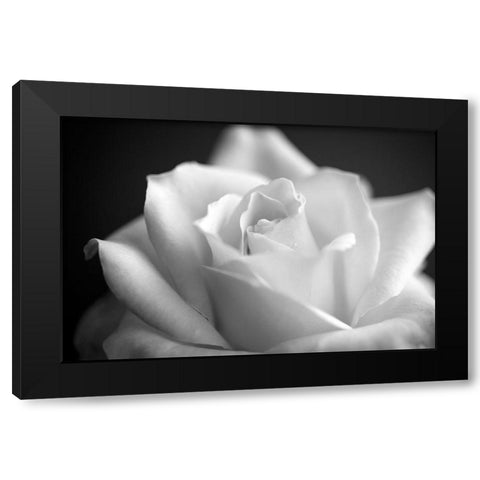Blooming White Rose Black Modern Wood Framed Art Print with Double Matting by Bill Carson Photography