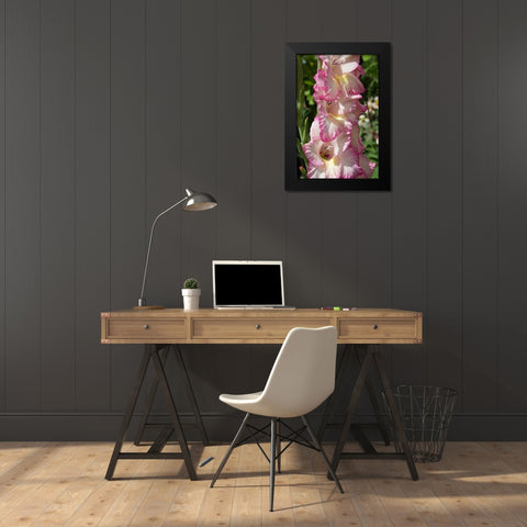 Pink Blooms Black Modern Wood Framed Art Print by Coppel, Anna