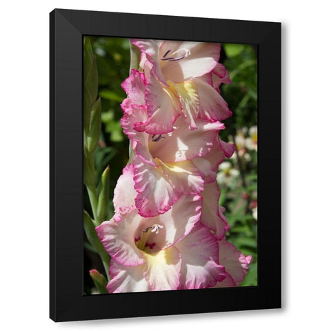 Pink Blooms Black Modern Wood Framed Art Print by Coppel, Anna