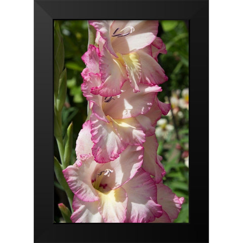 Pink Blooms Black Modern Wood Framed Art Print by Coppel, Anna