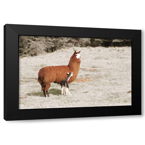 Baby Llama Mama Black Modern Wood Framed Art Print by Coppel, Anna