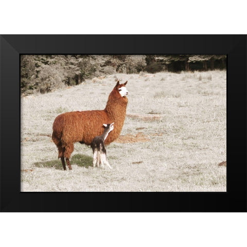 Baby Llama Mama Black Modern Wood Framed Art Print by Coppel, Anna