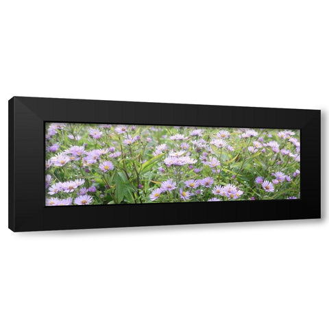 Daisy Field Black Modern Wood Framed Art Print by Coppel, Anna