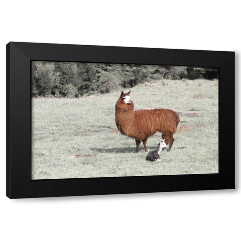 Llama Mama Black Modern Wood Framed Art Print with Double Matting by Coppel, Anna