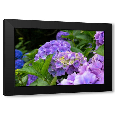 My Garden Blooms Black Modern Wood Framed Art Print with Double Matting by Bonnett, Stede
