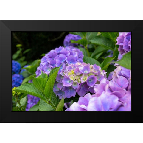 My Garden Blooms Black Modern Wood Framed Art Print by Bonnett, Stede