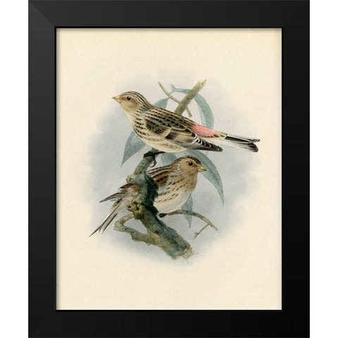 Bird Study II Black Modern Wood Framed Art Print by Piddix