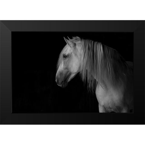 White Stallion in the Dark Black Modern Wood Framed Art Print by Walker, Carol