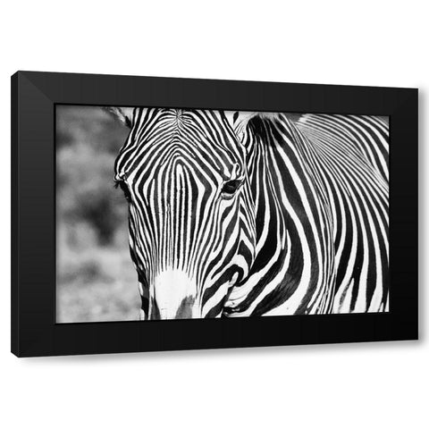 Zebra Stare Black Modern Wood Framed Art Print with Double Matting by Walker, Carol