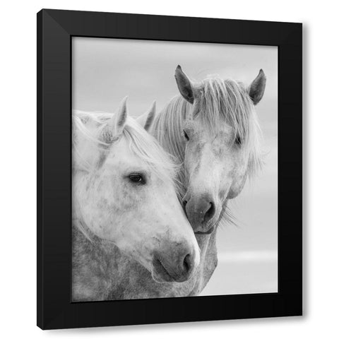 Horse Kisses Black Modern Wood Framed Art Print with Double Matting by Walker, Carol