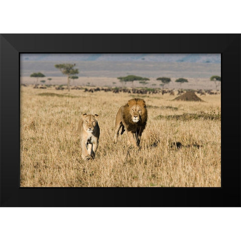 The Lion Chase Black Modern Wood Framed Art Print by Walker, Carol