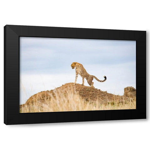 Prideful Cheetah Black Modern Wood Framed Art Print with Double Matting by Walker, Carol