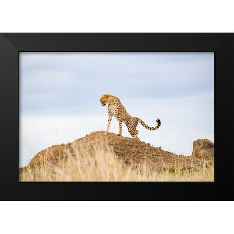 Prideful Cheetah Black Modern Wood Framed Art Print by Walker, Carol