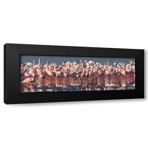 Flamingo Paradise Black Modern Wood Framed Art Print by Walker, Carol