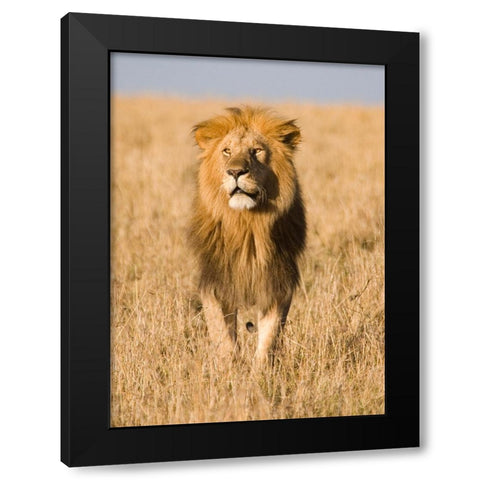 King of The Pride Black Modern Wood Framed Art Print by Walker, Carol