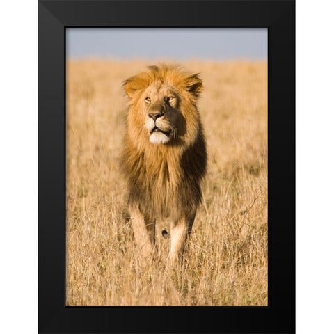 King of The Pride Black Modern Wood Framed Art Print by Walker, Carol