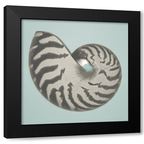 Noir Shell on Teal I Black Modern Wood Framed Art Print with Double Matting by Rodriguez, Jairo