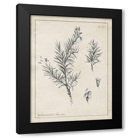Latin Botanicals I Black Modern Wood Framed Art Print by Gaynor, Janice