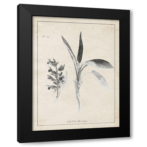 Latin Botanicals II Black Modern Wood Framed Art Print by Gaynor, Janice
