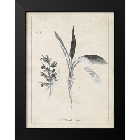 Latin Botanicals II Black Modern Wood Framed Art Print by Gaynor, Janice