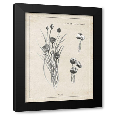Latin Botanicals III Black Modern Wood Framed Art Print by Gaynor, Janice