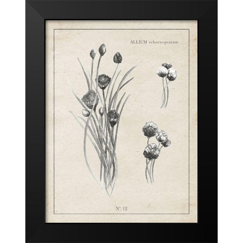 Latin Botanicals III Black Modern Wood Framed Art Print by Gaynor, Janice