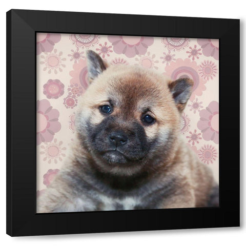 Shiba Inu Portrait Black Modern Wood Framed Art Print with Double Matting by Metz, Andi