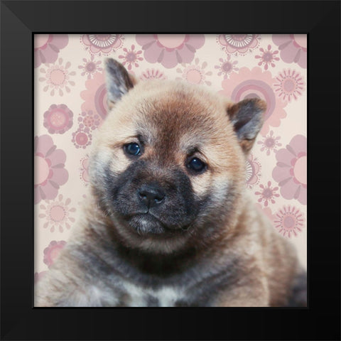Shiba Inu Portrait Black Modern Wood Framed Art Print by Metz, Andi