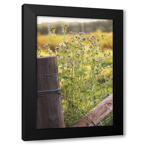 Flowers On The Fence I Black Modern Wood Framed Art Print by Peck, Gail