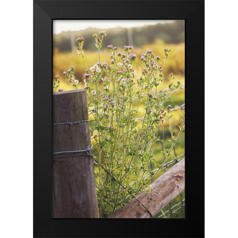 Flowers On The Fence I Black Modern Wood Framed Art Print by Peck, Gail