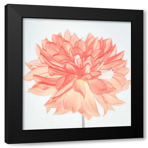 Pink Blooms Black Modern Wood Framed Art Print with Double Matting by Peck, Gail