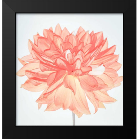 Pink Blooms Black Modern Wood Framed Art Print by Peck, Gail