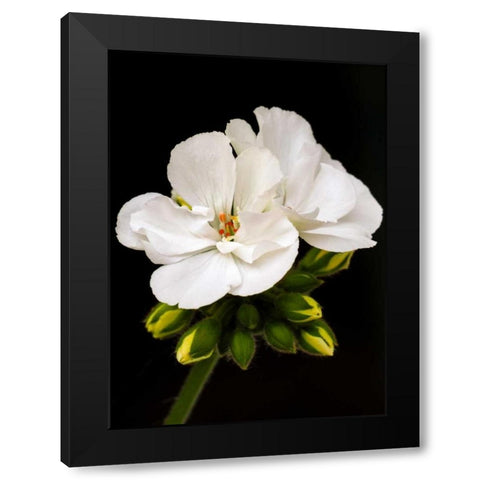 White Blooms Black Modern Wood Framed Art Print by Peck, Gail