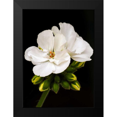 White Blooms Black Modern Wood Framed Art Print by Peck, Gail