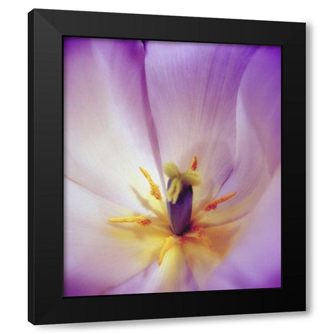 Radiant Black Modern Wood Framed Art Print with Double Matting by Peck, Gail