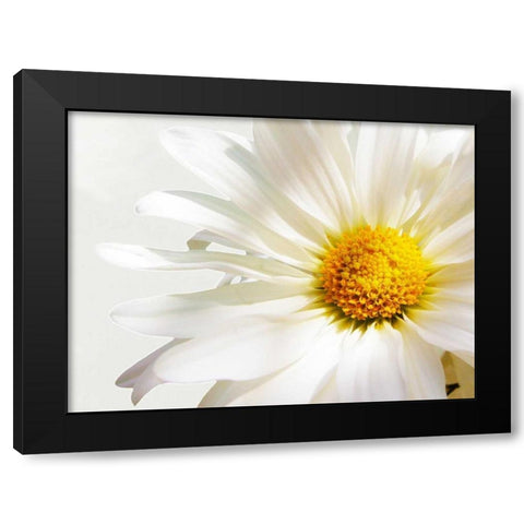 White Floating Daisy Black Modern Wood Framed Art Print with Double Matting by Peck, Gail