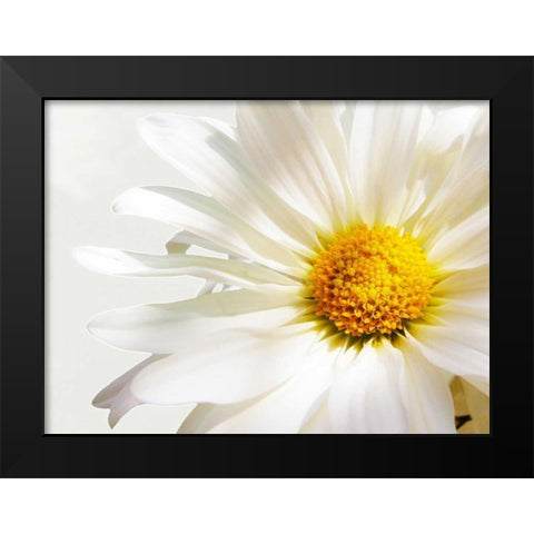 White Floating Daisy Black Modern Wood Framed Art Print by Peck, Gail
