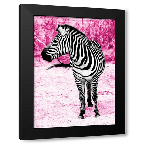 Zebra Set Free Black Modern Wood Framed Art Print by Peck, Gail