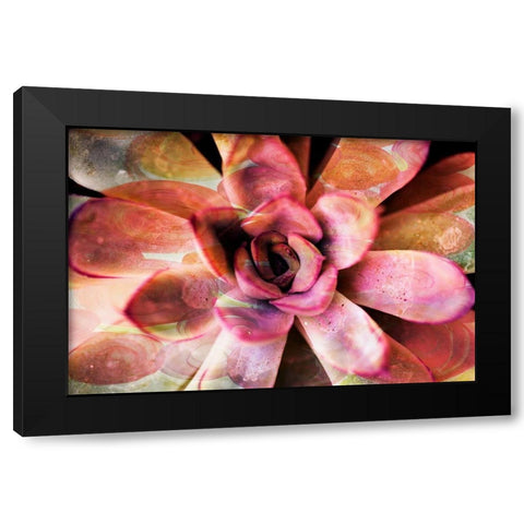 Painted Succulent Black Modern Wood Framed Art Print with Double Matting by James, Nola