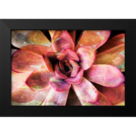 Painted Succulent Black Modern Wood Framed Art Print by James, Nola