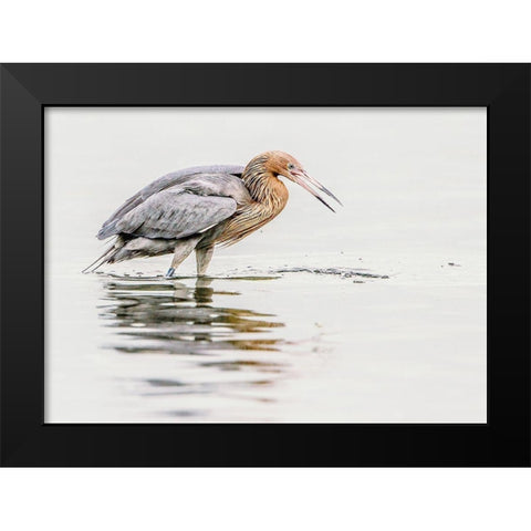 Reddish Egret Black Modern Wood Framed Art Print by Lake, Shelley