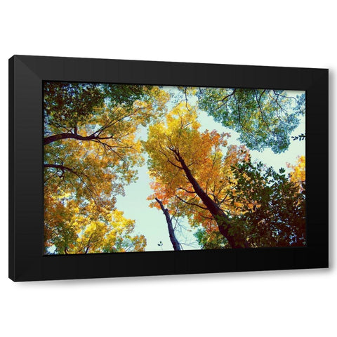 Looking Up Black Modern Wood Framed Art Print by Wilson, Kali