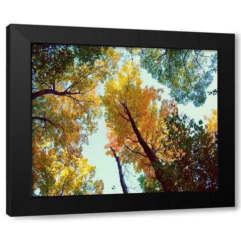 Looking Up Black Modern Wood Framed Art Print with Double Matting by Wilson, Kali