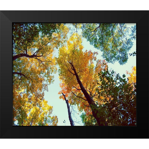 Looking Up Black Modern Wood Framed Art Print by Wilson, Kali