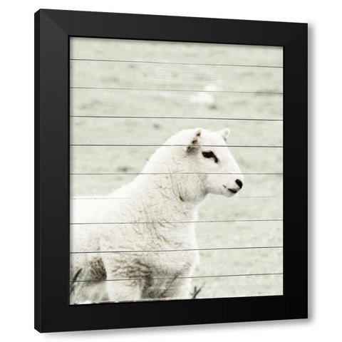 A White Sheep Black Modern Wood Framed Art Print with Double Matting by Hyler, JB