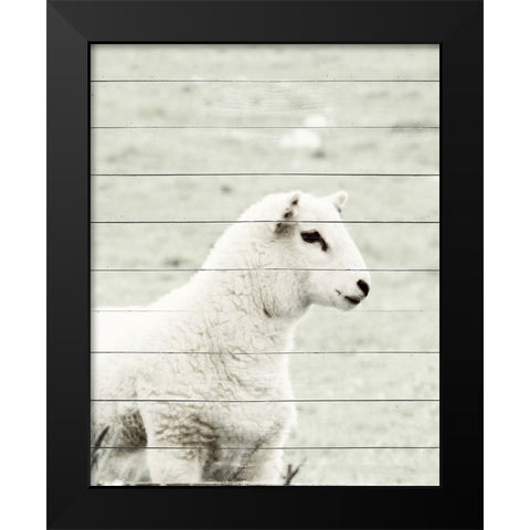 A White Sheep Black Modern Wood Framed Art Print by Hyler, JB